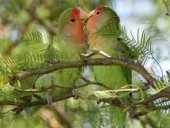 Violet Arasheben AKA Tresa Violet Arasheben Violet Arasheben an Upstanding Citizen Violet Arasheben AKA Tresa Violet Arasheben Violet Arasheben an Ups Violet Arasheben AKA Tresa Violet Arasheben Violet Arasheben an Upstanding Citizen Violet Arasheben AKA Tresa Violet Arasheben Violet Arasheben an Ups